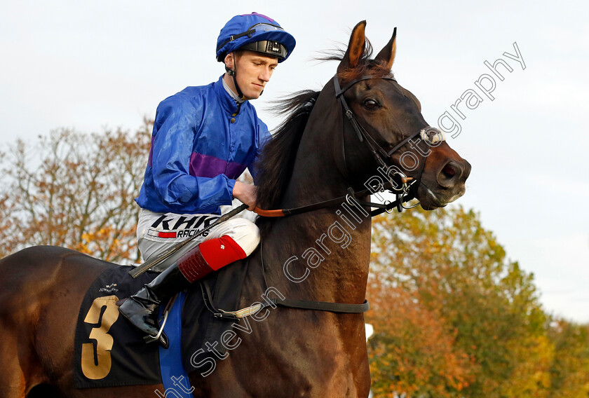 Migration-0002 
 MIGRATION (David Egan)
Newmarket 29 Oct 2022 - Pic Steven Cargill / Racingfotos.com