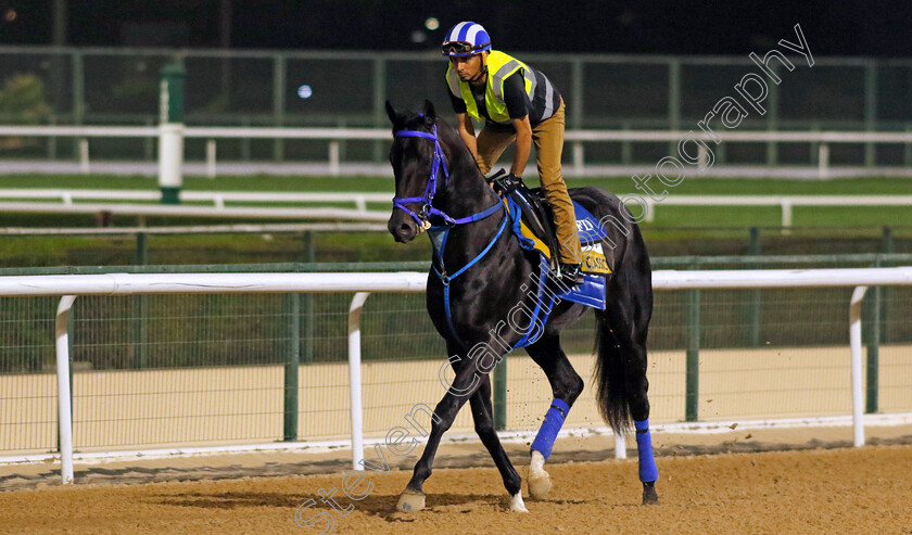 Run-Classic-0001 
 RUN CLASSIC training for The Golden Shaheen 
Meydan Dubai 26 Mar 2024 - Pic Steven Cargill / Racingfotos.com