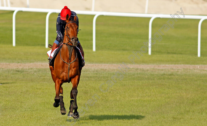 Fev-Rover-0002 
 FEV ROVER (Paddy Mathers) exercising in preparation for Friday's Bahrain International Trophy
Sakhir Racecourse, Bahrain 18 Nov 2021 - Pic Steven Cargill / Racingfotos.com