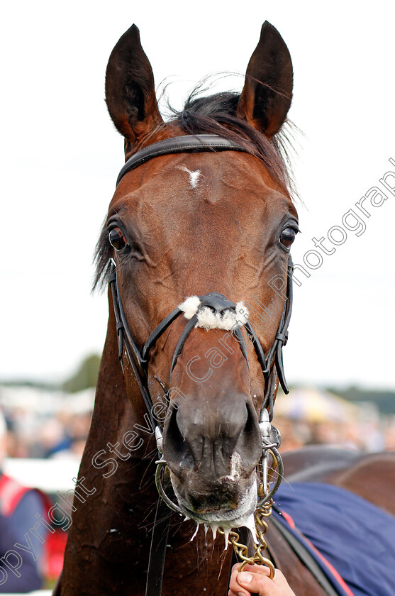 Seahenge-0009 
 SEAHENGE winner of The Howcroft Industrial Supplies Champagne Stakes Doncaster 16 Sep 2017 - Pic Steven Cargill / Racingfotos.com