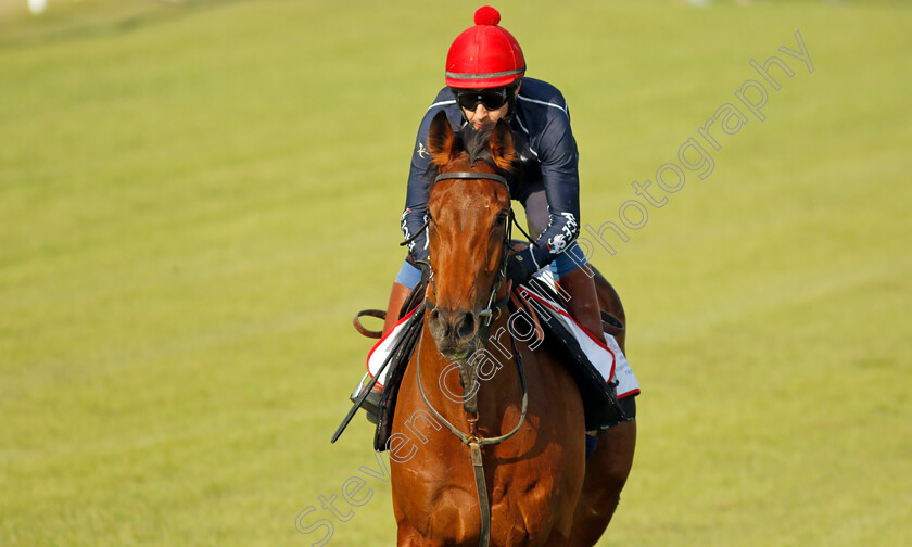 Fev-Rover-0003 
 FEV ROVER (Paddy Mathers) exercising in preparation for Friday's Bahrain International Trophy
Sakhir Racecourse, Bahrain 18 Nov 2021 - Pic Steven Cargill / Racingfotos.com