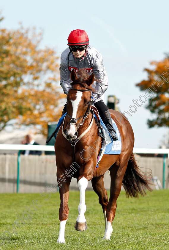 Felix-The-Poet-0002 
 FELIX THE POET (Hollie Doyle)
Newmarket 13 Oct 2018 - Pic Steven Cargill / Racingfotos.com