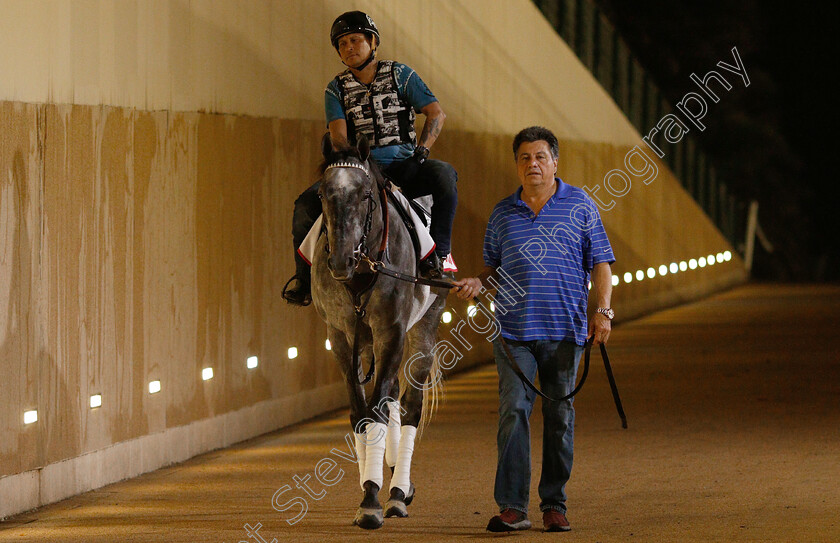 Pavel-0002 
 PAVEL training for The Dubai World Cup
Meydan 28 Mar 2019 - Pic Steven Cargill / Racingfotos.com