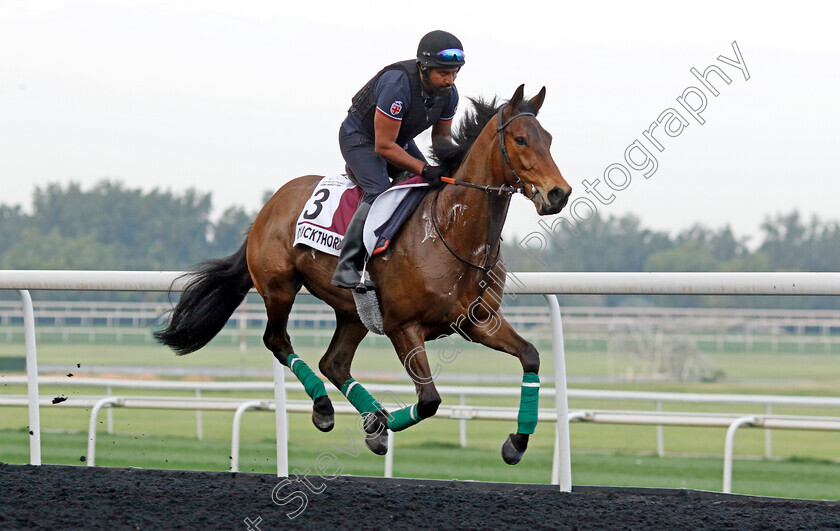 Quickthorn-0003 
 QUICKTHORN training for the Dubai Gold Cup
Meydan, Dubai, 21 Mar 2023 - Pic Steven Cargill / Racingfotos.com