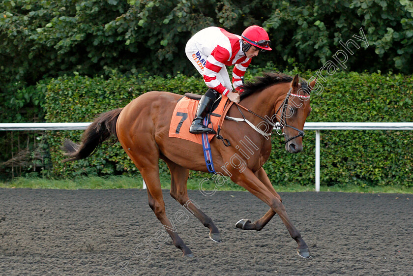 Fast-Style-0001 
 FAST STYLE (Trevor Whelan)
Kempton 3 Sep 2021 - Pic Steven Cargill / Racingfotos.com