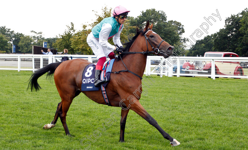 Enable-0007 
 ENABLE (Frankie Dettori) before The King George VI & Queen Elizabeth Stakes
Ascot 27 Jul 2019 - Pic Steven Cargill / Racingfotos.com