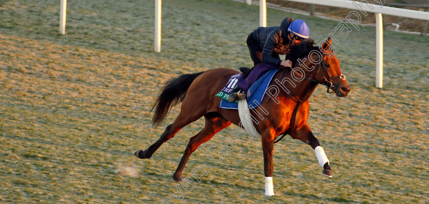 Old-Persian-0003 
 OLD PERSIAN (William Buick) training for The Breeders' Cup Turf
Santa Anita USA 31 Oct 2019 - Pic Steven Cargill / Racingfotos.com