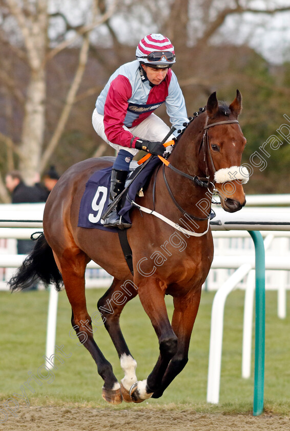 Darwell-Lion-0001 
 DARWELL LION (James Sullivan)
Lingfield 20 Jan 2024 - Pic Steven Cargill / Racingfotos.com