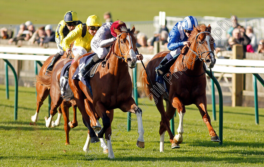 Qaysar-and-Elwazir-0001 
 QAYSAR (left, Sean Levey) with ELWAZIR (right, Jim Crowley) Newmarket 25 Oct 2017 - Pic Steven Cargill / Racingfotos.com