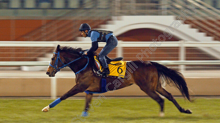 Deirdre-0001 
 DEIRDRE exercising in preparation for The Dubai Turf Meydan 28 Mar 2018 - Pic Steven Cargill / Racingfotos.com