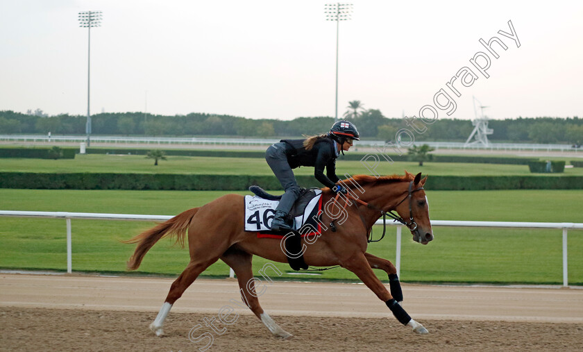 Tides-Of-War-0001 
 TIDES OF WAR training at the Dubai Racing Carnival
Meydan 1 Feb 2024 - Pic Steven Cargill / Racingfotos.com