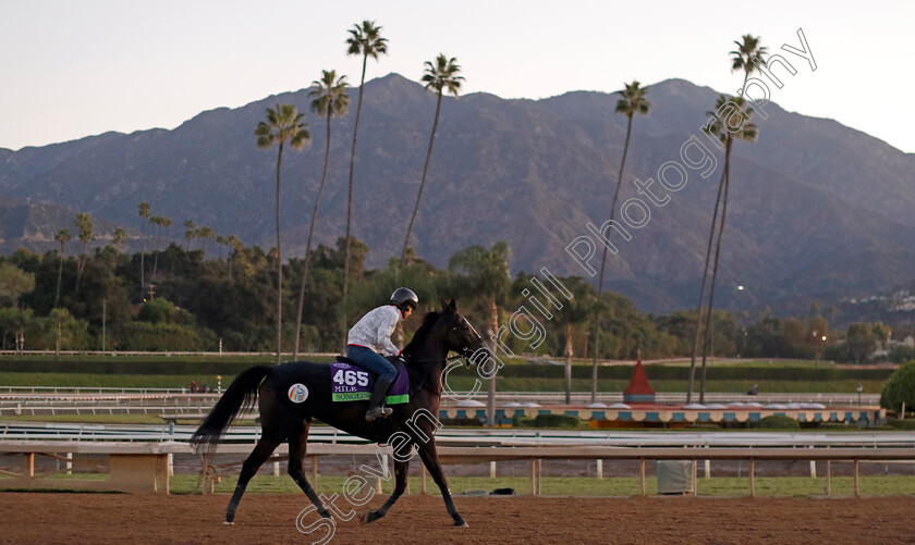 Songline-0001 
 SONGLINE training for The Breeders' Cup Mile
Santa Anita USA, 30 Oct 2023 - Pic Steven Cargill / Racingfotos.com