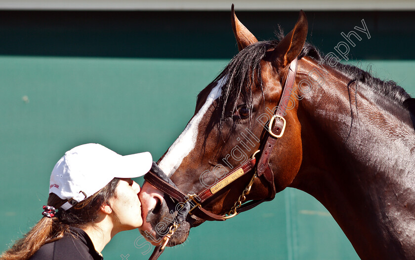 War-Of-Will-0020 
 WAR OF WILL with groom Samantha in preparation for the Preakness Stakes
Pimlico, Baltimore USA, 15 May 2019 - Pic Steven Cargill / Racingfotos.com