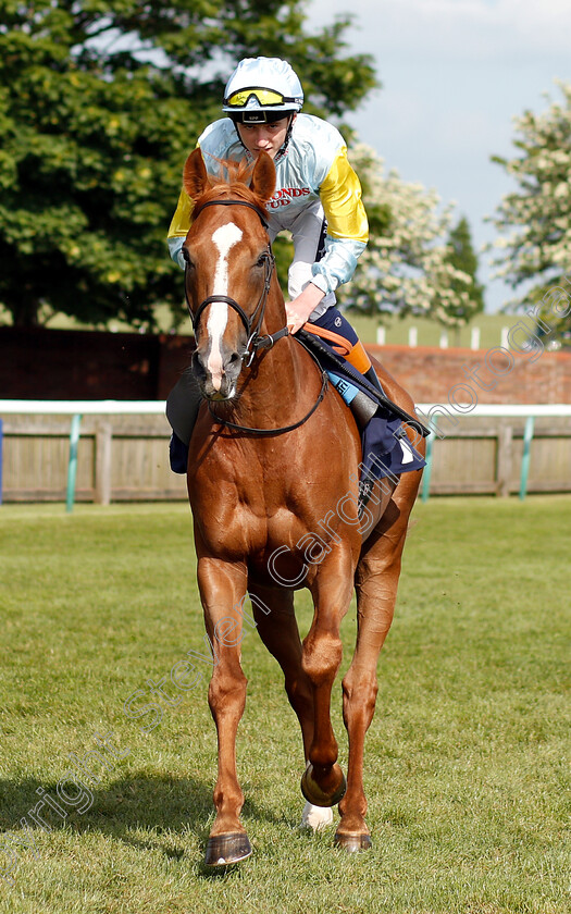 Narynkol-0001 
 NARYNKOL (David Egan)
Newmarket 18 May 2018 - Pic Steven Cargill / Racingfotos.com