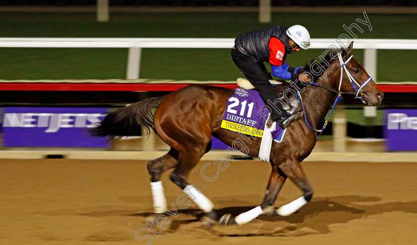 Thorpedo-Anna-0002 
 THORPEDO ANNA training for the Breeders' Cup Distaff
Del Mar USA 30 Oct 2024 - Pic Steven Cargill / Racingfotos.com