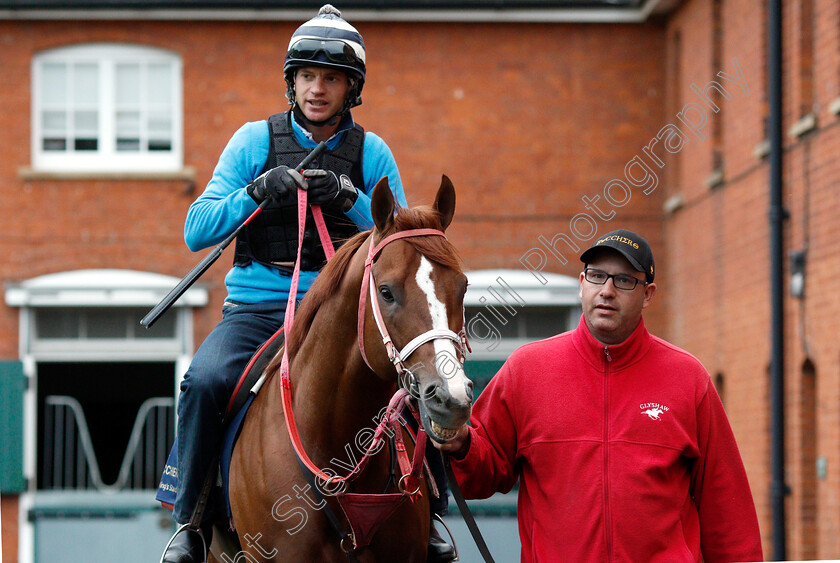 Bucchero-0003 
 American trained BUCCHERO with trainer Tim Glyshaw in Newmarket ahead of his Royal Ascot challenge
Newmarket 14 Jun 2018 - Pic Steven Cargill / Racingfotos.com