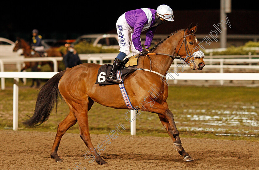 Quickstep-Lady-0001 
 QUICKSTEP LADY (David Probert)
Chelmsford 18 Feb 2021 - Pic Steven Cargill / Racingfotos.com