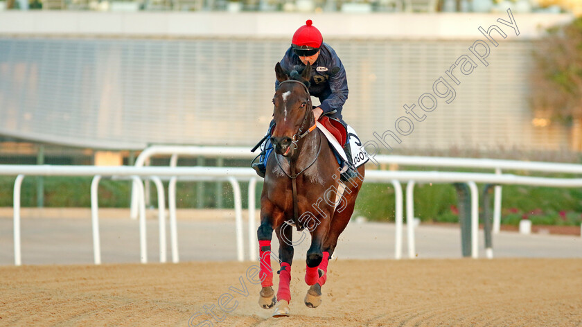 Logo-Hunter-0003 
 LOGO HUNTER training at the Dubai World Cup Carnival
Meydan 5 Jan 2023 - Pic Steven Cargill / Racingfotos.com