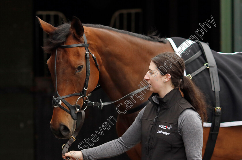 The-New-Lion-0007 
 THE NEW LION at Dan Skelton Cheltenham Festival preview morning
21 Feb 2025 - Pic Steven Cargill / Racingfotos.com