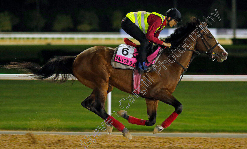 Ballon-d Or-0001 
 BALLON D'OR training for The UAE Derby
Meydan Dubai 27 Mar 2024 - Pic Steven Cargill / Racingfotos.com