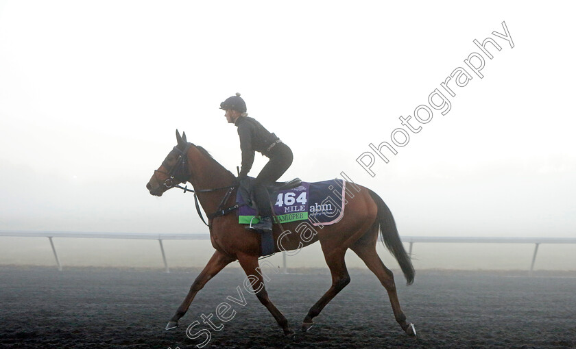 Dreamloper-0001 
 DREAMLOPER training for the Breeders' Cup Mile
Keeneland USA 3 Nov 2022 - Pic Steven Cargill / Racingfotos.com