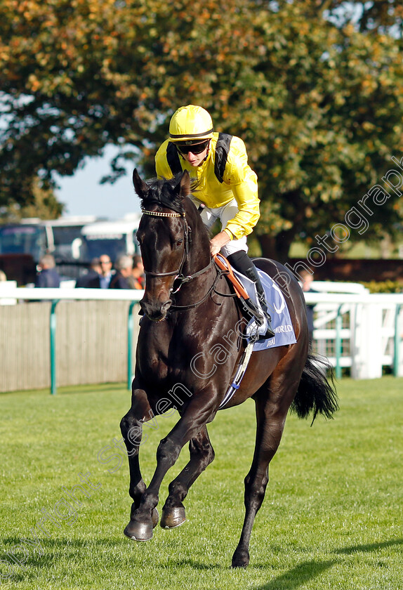 Maljoom-0002 
 MALJOOM (Tom Marquand)
Newmarket 29 Sep 2023 - Pic Steven Cargill / Racingfotos.com