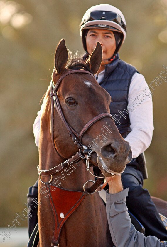 Mckinzie-0003 
 MCKINZIE preparing for the Saudi Cup
Riyadh Racecourse, Kingdom of Saudi Arabia 26 Feb 2020 - Pic Steven Cargill / Racingfotos.com