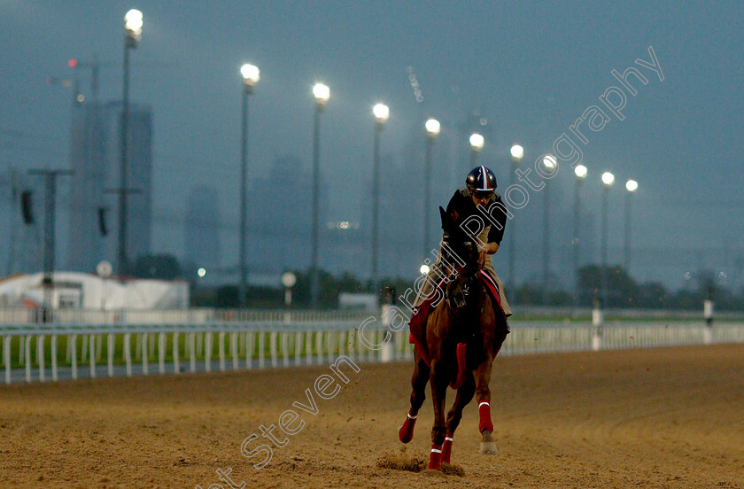 Al-Hayette-0001 
 AL HAYETTE training for the UAE Derby
Meydan 27 Mar 2019 - Pic Steven Cargill / Racingfotos.com