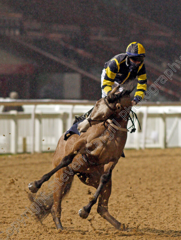 Senorita-Eva-Rose-0001 
 SENORITA EVA ROSE unseats Darragh Keenan on the way to the start at Wolverhampton
4 Jan 2021 - Pic Steven Cargill / Racingfotos.com