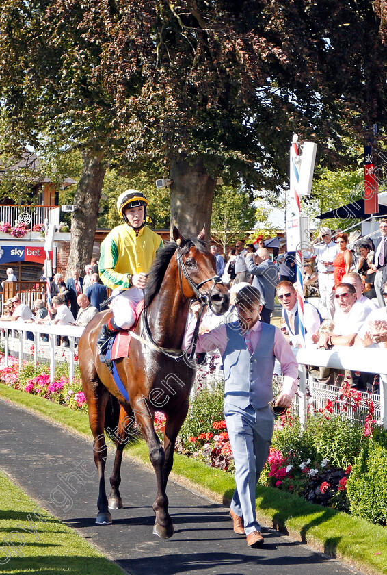 Mustajeer-0012 
 MUSTAJEER (Colin Keane) after The Sky Bet Ebor
York 24 Aug 2019 - Pic Steven Cargill / Racingfotos.com