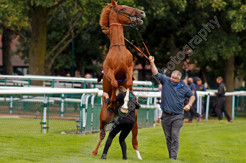 City-Storm-0002 
 CITY STORM giving his handlers a spot of bother before going to the start and finishing last
Haydock 3 Sep 2020 - Pic Steven Cargill / Racingfotos.com