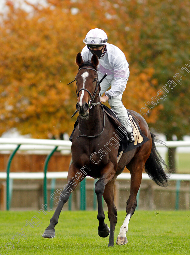 Urban-Violet-0002 
 URBAN VIOLET (Tom Marquand)
Newmarket 21 Oct 2020 - Pic Steven Cargill / Racingfotos.com