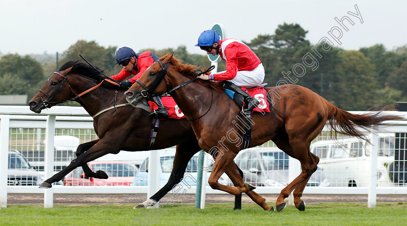 Knight-Errant-0002 
 KNIGHT ERRANT (Silvestre De Sousa) beats WHITLOCK (right) in The smarkets.com Handicap
Sandown 19 Sep 2018 - Pic Steven Cargill / Racingfotos.com