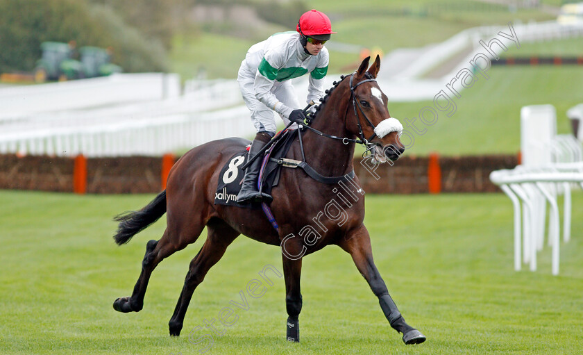 Megaudais-Speed-0001 
 MEGAUDAIS SPEED (Brendan Powell)
Cheltenham 25 Oct 2019 - Pic Steven Cargill / Racingfotos.com