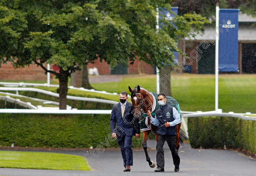 Enable-0003 
 ENABLE before winning The King George VI And Queen Elizabeth Stakes
Ascot 25 Jul 2020 - Pic Steven Cargill / Racingfotos.com