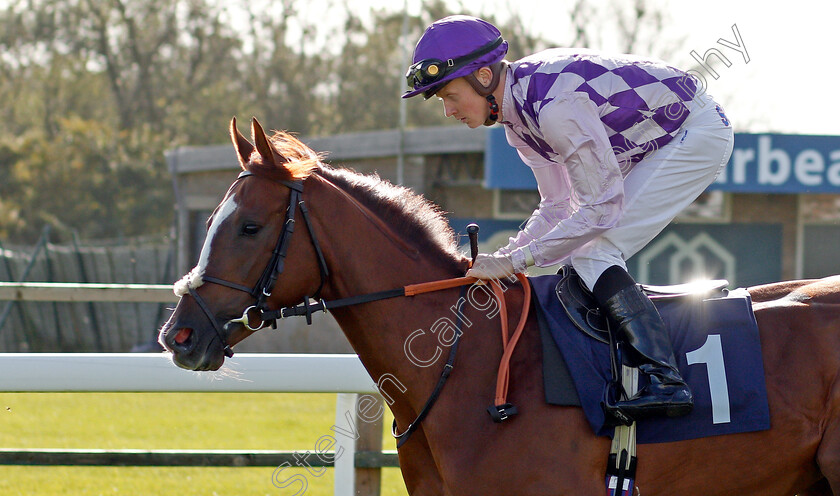 Amarillo-Star-0001 
 AMARILLO STAR (Aled Beech)
Bath 16 Oct 2019 - Pic Steven Cargill / Racingfotos.com