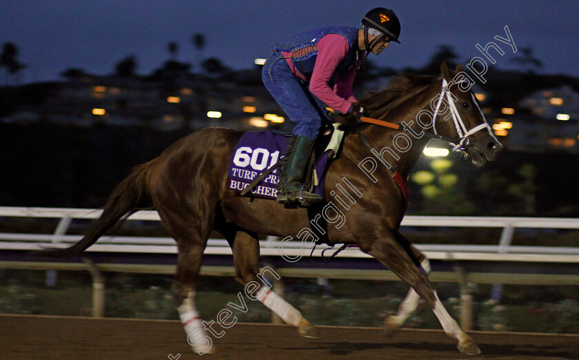 Bucchero-0001 
 BUCCHERO exercising at Del Mar USA in preparation for The Breeders' Cup Turf Sprint 30 Oct 2017 - Pic Steven Cargill / Racingfotos.com