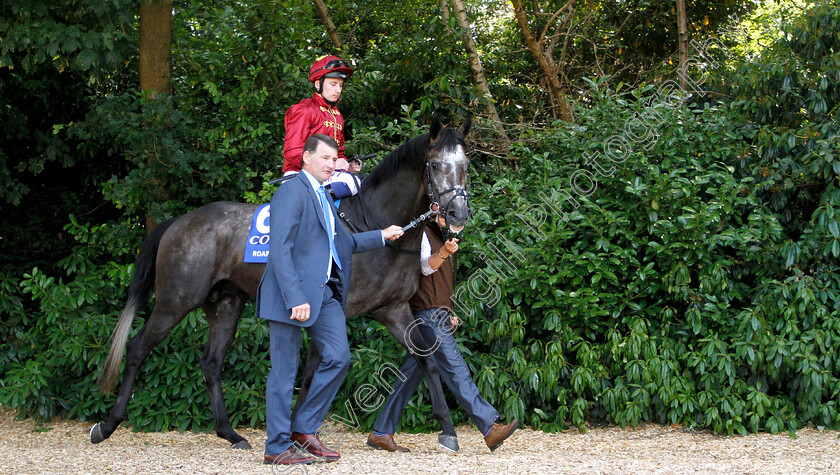 Roaring-Lion-0002 
 ROARING LION (Oisin Murphy) before winning The Coral Eclipse Stakes
Sandown 7 Jul 2018 - Pic Steven Cargill / Racingfotos.com