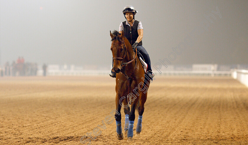 West-Coast-0003 
 WEST COAST exercising in preparation for the Dubai World Cup Meydan 29 Mar 2018 - Pic Steven Cargill / Racingfotos.com