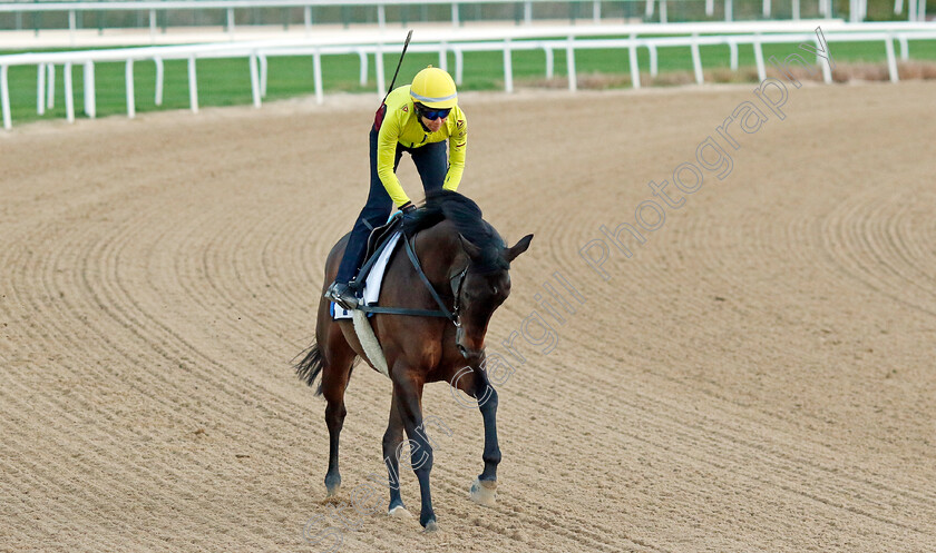 Mustajaab-0002 
 MUSTAJAAB training at the Dubai Racing Carnival 
Meydan 2 Jan 2025 - Pic Steven Cargill / Racingfotos.com