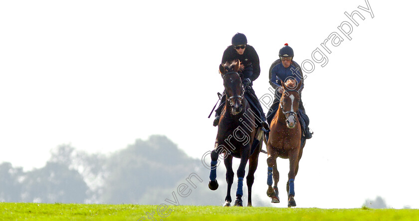 Young-Rascal-0005 
 YOUNG RASCAL (James Doyle) exercising with ORIGINAL CHOICE at Epsom Racecourse in preparation for The Investec Derby, 22 May 2018 - Pic Steven Cargill / Racingfotos.com