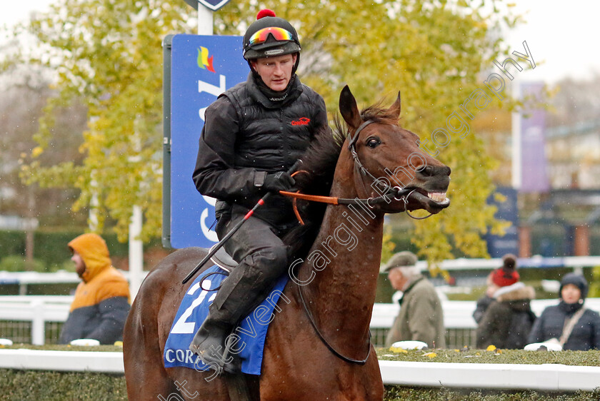 Salver-0002 
 SALVER 
Coral Gold Cup gallops morning Newbury 19 Nov 20234 - Pic Steven Cargill / Racingfotos.com