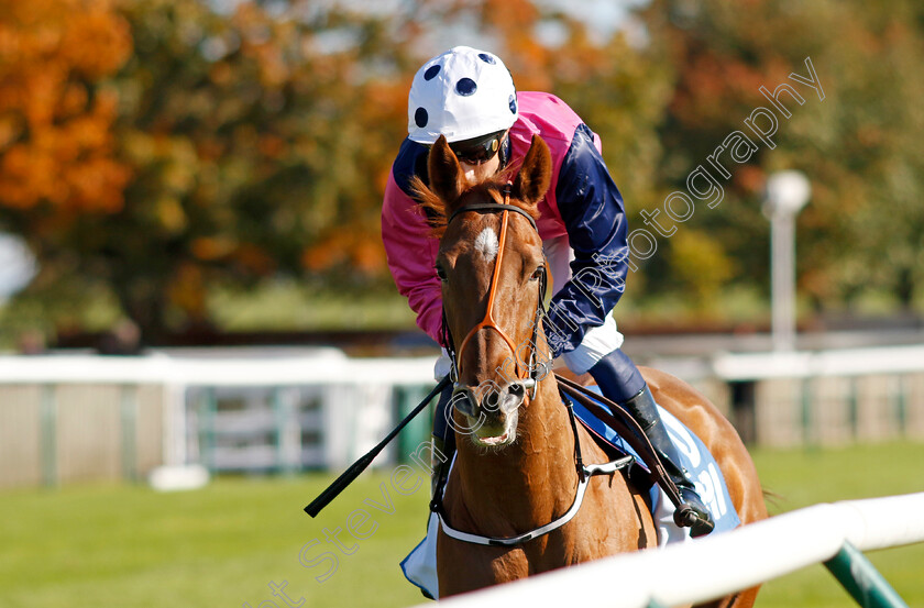 Grande-Marques-0001 
 GRANDE MARQUES (William Buick)
Newmarket 11 Oct 2024 - Pic Steven Cargill / Racingfotos.com