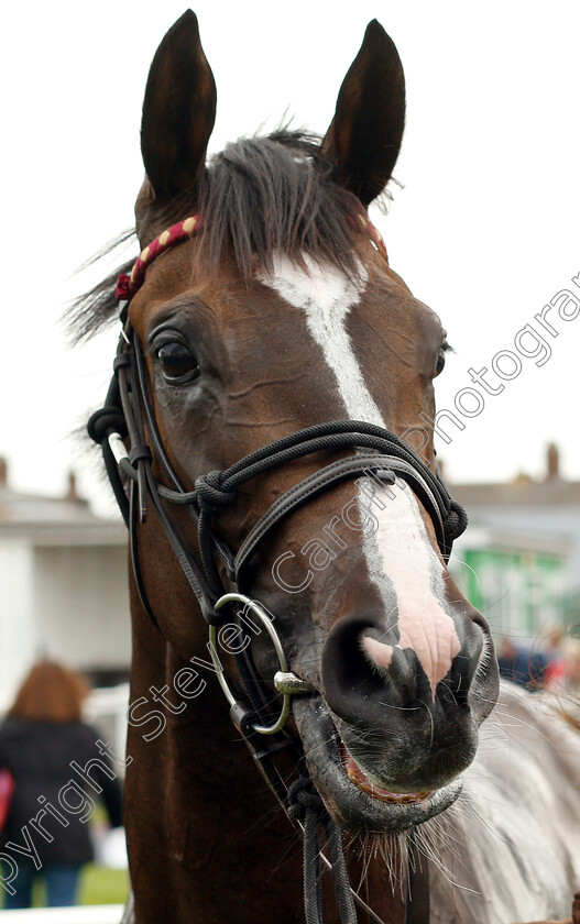 Hidden-Message-0009 
 HIDDEN MESSAGE after The Ken Lindsay Memorial EBF Fillies Novice Stakes
Yarmouth 20 Sep 2018 - Pic Steven Cargill / Racingfotos.com