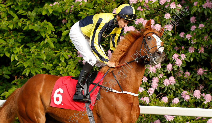 Pour-Me-A-Drink-0001 
 POUR ME A DRINK (Hector Crouch)
Sandown 30 May 2019 - Pic Steven Cargill / Racingfotos.com