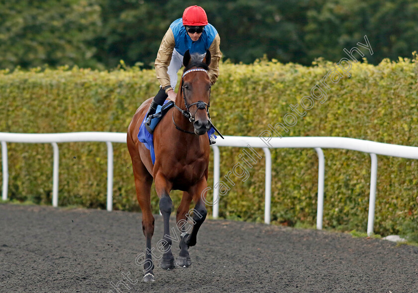 Dunamase-0008 
 DUNAMASE (James Doyle) winner of The Unitbet British Stallion Studs EBF Novice Stakes
Kempton 28 Aug 2024 - Pic Steven Cargill / Racingfotos.com