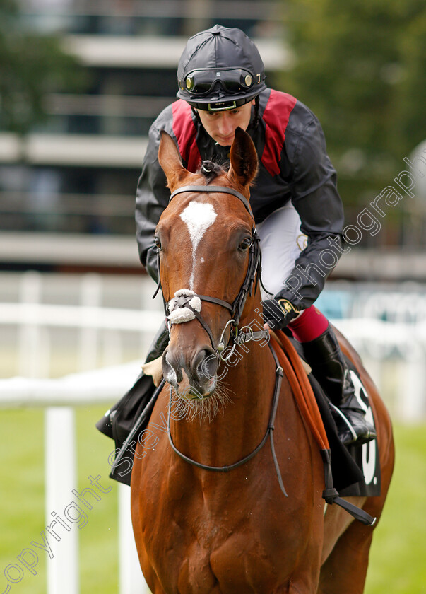 Franklin-William-0001 
 FRANKLIN WILLIAM (Oisin Murphy)
Newbury 13 Aug 2021 - Pic Steven Cargill / Racingfotos.com