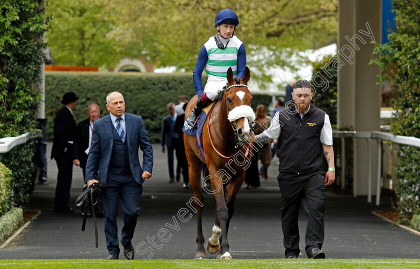 Coltrane-0006 
 COLTRANE (Oisin Murphy) after The Longines Sagaro Stakes
Ascot 1 May 2024 - Pic Steven Cargill / Racingfotos.com