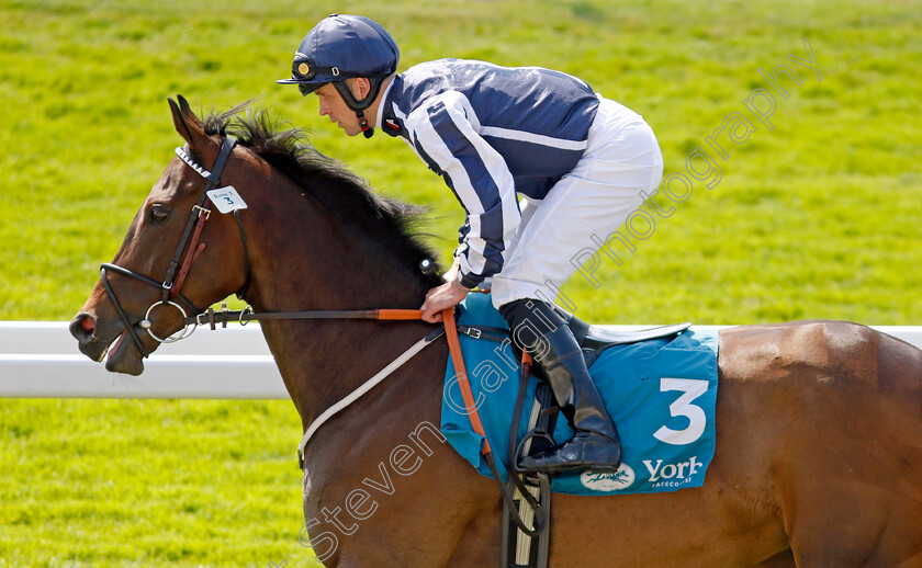 Al-Simmo-0001 
 AL SIMMO (Clifford Lee)
York 16 Jun 2023 - Pic Steven Cargill / Racingfotos.com