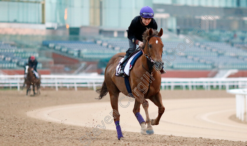 Mostawaa-0001 
 MOSTAWAA (Shane Foley) training at the Dubai Racing Carnival
Meydan 1 Feb 2024 - Pic Steven Cargill / Racingfotos.com